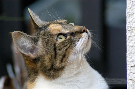 Cat Pictures Cat Looking Up At Something 2