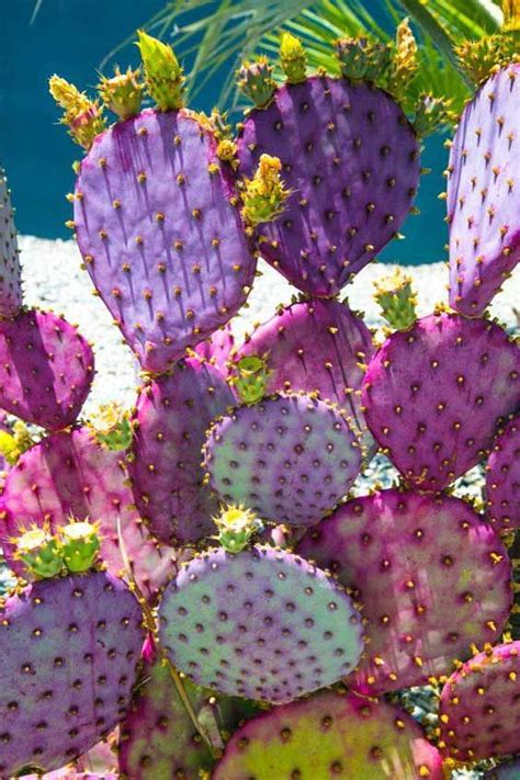 Opuntia Santa Rita Cactus Flower Cactus Plants Plants