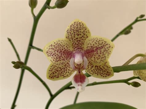 Phalaenopsis Cousteau Rispen Orchideen Wichmann