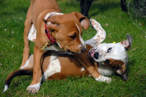 Rolling Over: What’s Your Dog Saying? - Dognition