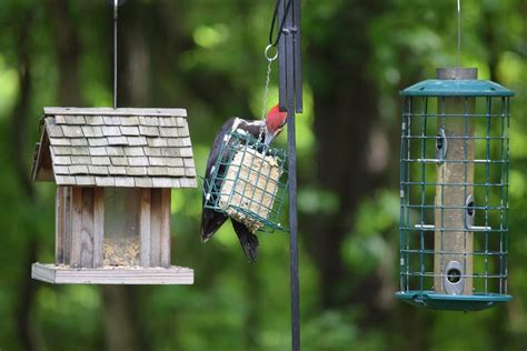 Top 5 Best Woodpecker Feeders 2025 Review Love The Birds