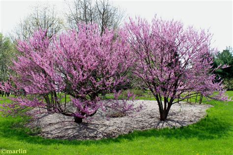 Eastern Redbud North American Insects And Spiders