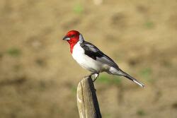 paroaria animal  fandom