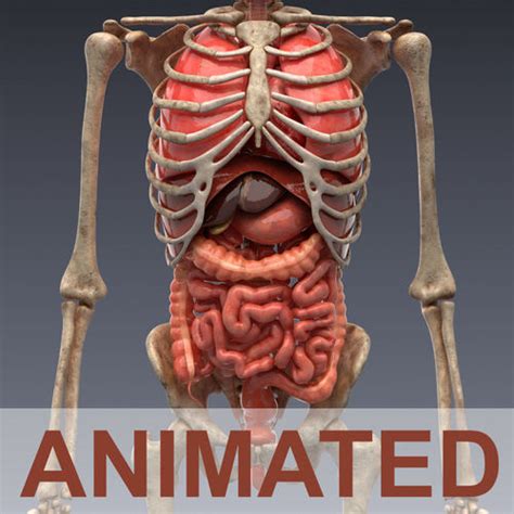 3D model Human anatomy Animated High Poly and lowpoly Unity included VR / AR / low-poly rigged ...