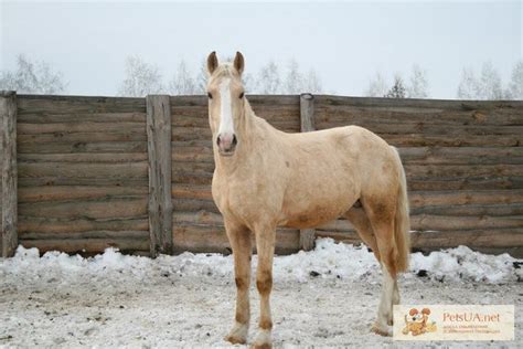 Жеребец торийской породы, Киев — PetsUA