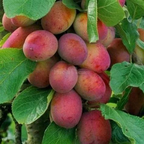 Well Watered Red Aloo Bukhara Fruit Plant For Fruits At Rs 599piece