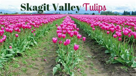 Skagit Valley Tulips | Seattle Photo Opportunity