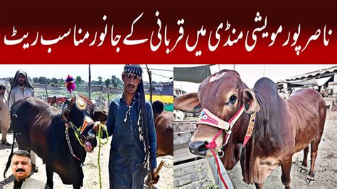 Kala Maweshi Mandi Peshawar Cattle Rates Update Cow Mandi Peshawar