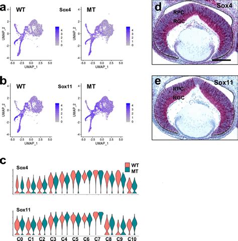 Spatial Expression Of Sox4 And Sox11 A B Feature Plot Heatmaps Download Scientific Diagram