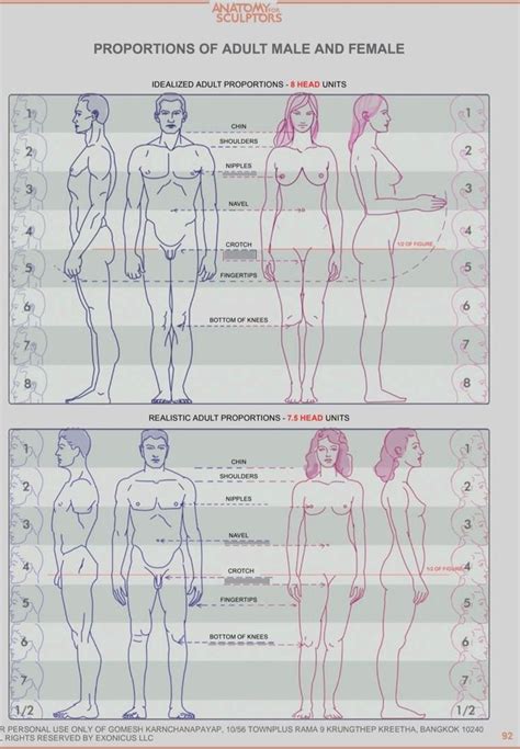 Pin de William McGuill em Drawing Reference Proporções corporais