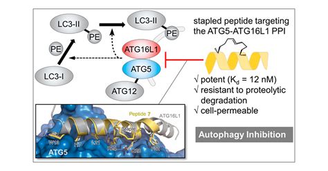 Targeting The Atg5 Atg16l1 Proteinprotein Interaction With A