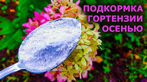 Раскрыт способ подкормки ГОРТЕНЗИИ осенью! После этой подкормки ...