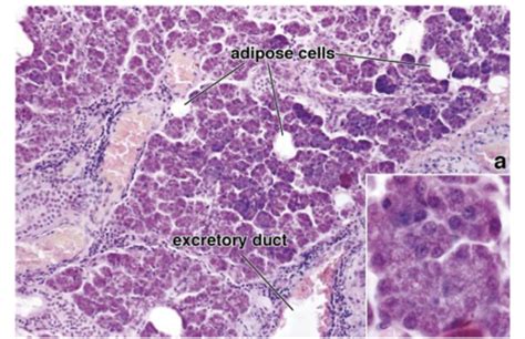 Salivary Glands Histo Flashcards Quizlet