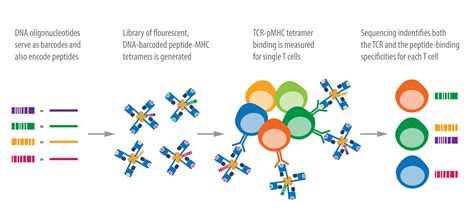 T Cell Receptor Sequencing