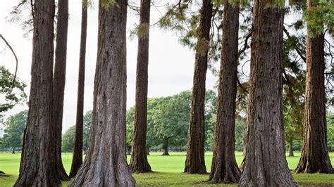 Giant Sequoia Tree