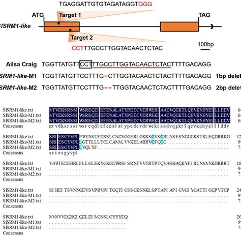 Crisprcas9 Mediated Mutation Of The Slsrm1 Like Gene A Schematic Download Scientific Diagram