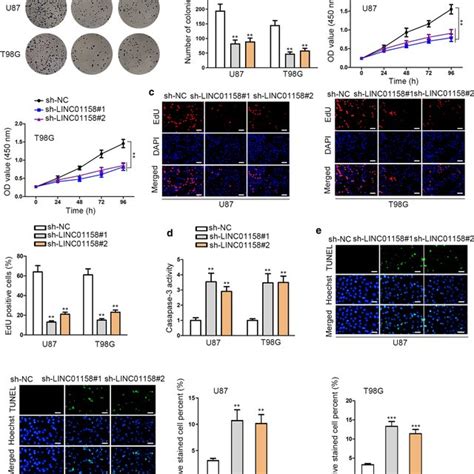 Knockdown Of Linc Suppressed Glioma Cell Growth A Colony