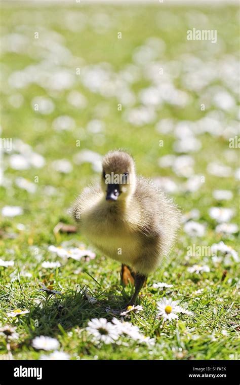 A cute baby bird or baby goose known as a gosling with yellow downy fur and feathers on sunlit ...