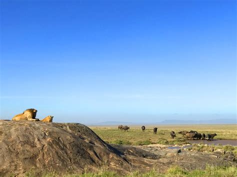 The Lions of the Serengeti: Exploring Africa’s Apex Predators | Light Wave