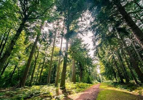 Los Bosques Son Imprescindibles Para La Salud Humana