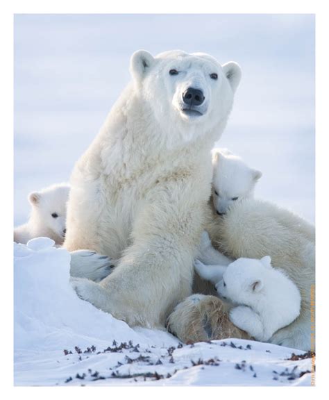 Favorite Triplets Polar Bear Cubs Chris Prestegard Wildlife