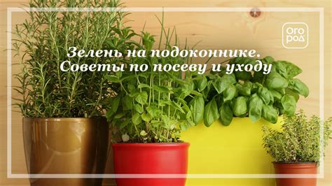 Выращивание зелени на подоконнике. Советы по посеву и уходу - YouTube