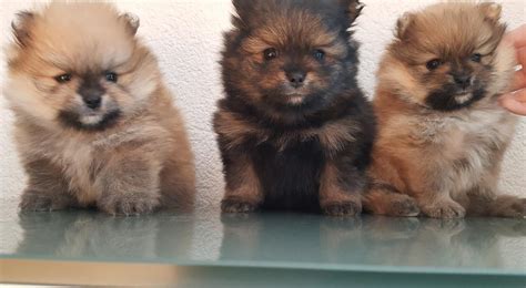 Pomeranian Zwergspitz Welpen Tiermarkt Net