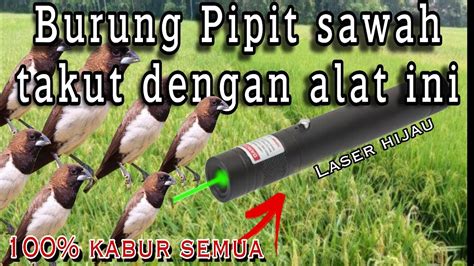 Cara Mengusir Burung Pipit Di Sawah Menggunakan Laser YouTube