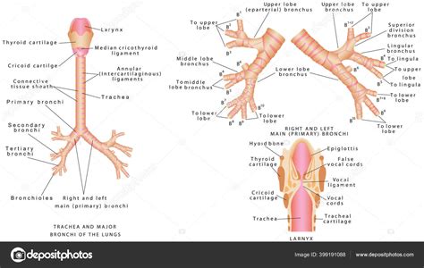 Traquea Bronquios Traquea Bronquios Mayores Los Pulmones Traquea Humana