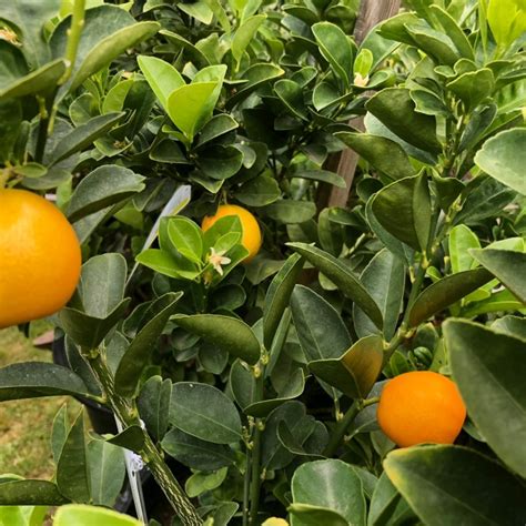 Kumquat Centennial Variegated Restoring Eden