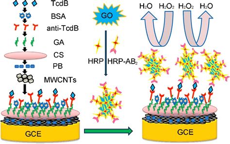 Schematic Representation Of The Immunosensor Array Preparation And