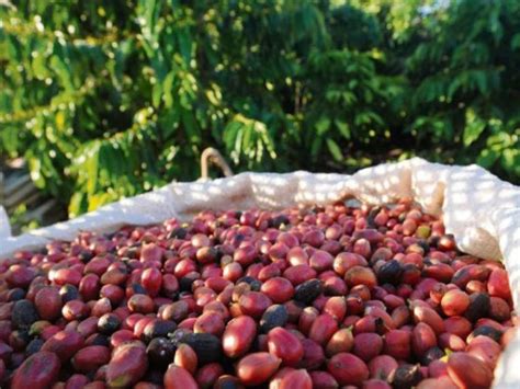 Novas cultivares de café arábica são indicadas para plantio no estado