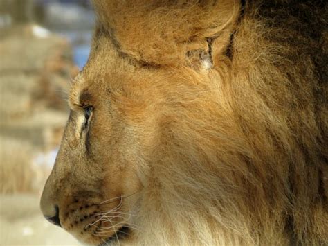 Images Gratuites Lion faune mammifère crinière moustaches Masai