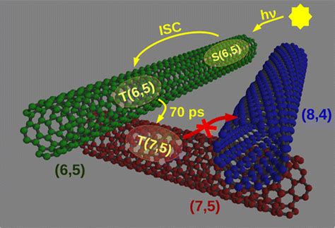 Chirality Specific Triplet Exciton Dynamics In Highly Enriched