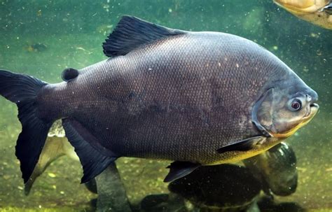 Mengenal Ikan Pacu Dan Cara Merawatnya Gilakoi