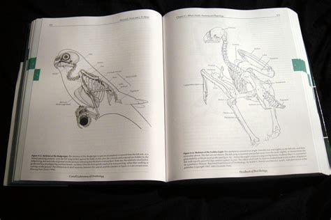 Cornell Lab Of Ornithology Handbook Of Bird Biology Review Part 1