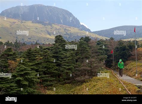 Hiker Of The Slopes Of Hallasan South Koreas Highest Mountain Stock