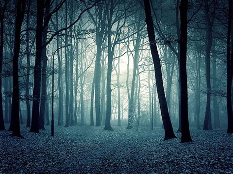 Creepy Haunted Forest Background HD wallpaper | Pxfuel