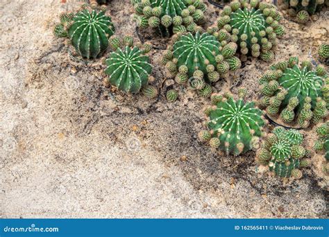 Planta De Cactus En Tierra De Arena Seca Foto De Vista Superior De