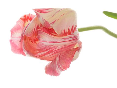 190+ Long Stem Tulips Stock Photos, Pictures & Royalty-Free Images - iStock