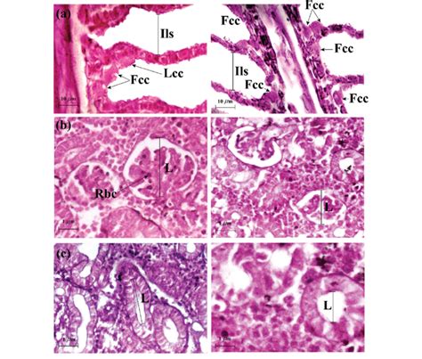 Light Photomicrograph Of A Gill B Glomerulus And C Collecting