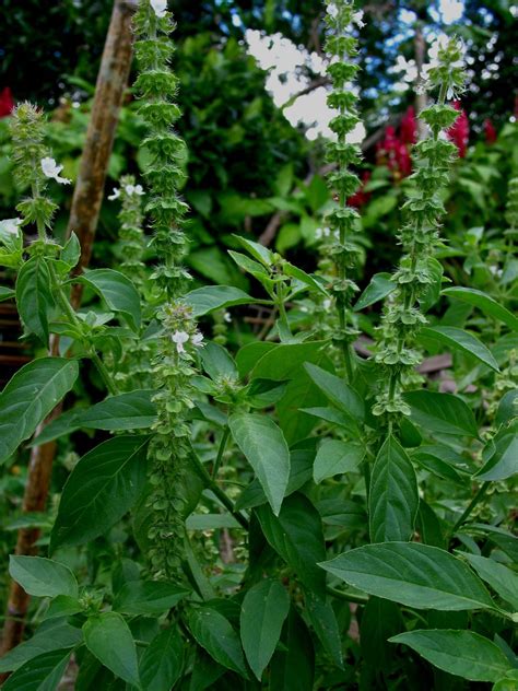 Ocimum Basilicum Lamiaceae Image At Phytoimages Siu Edu