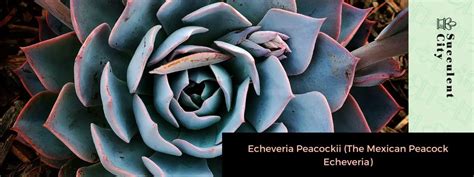 Descubre La Incre Ble Belleza De La Echeveria Pavo Real Mexicana En