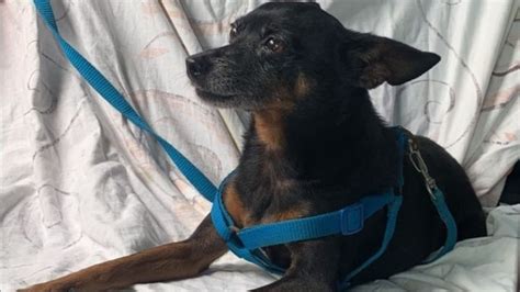 Família pede ajuda para encontrar Max cachorro idoso que desapareceu