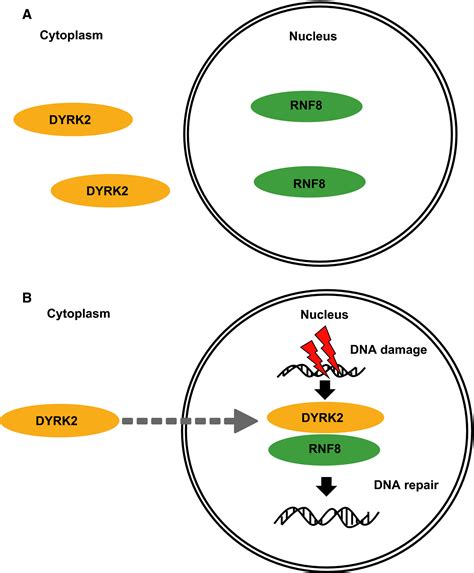 Interaction Between Rnf And Dyrk Is Required For The Recruitment Of