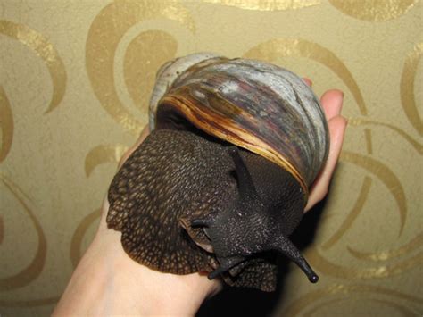 Маргината маргината.. | Club "World of Snails" - Питомник "Мир Улиток ...