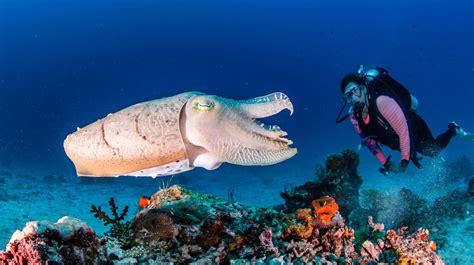 Diving Komodo National Park Flores Island Indonesia Komodo