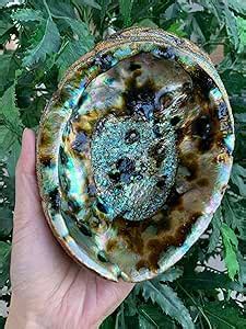 Amazon Abalone Shell Seashell Incense Burner Smudge Bowl For