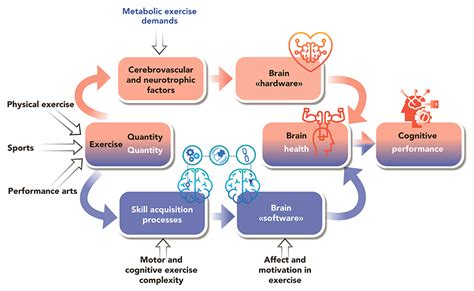 The Benefits Of Exercise On The Mind Research Outreach