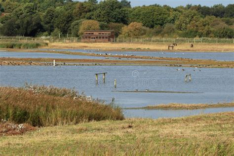 Marshes at RSPB Minsmere stock image. Image of owned - 105982207